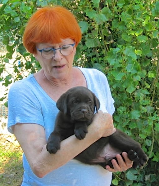 maschio chocolate di 38 gg Midnight Sun x Hugo